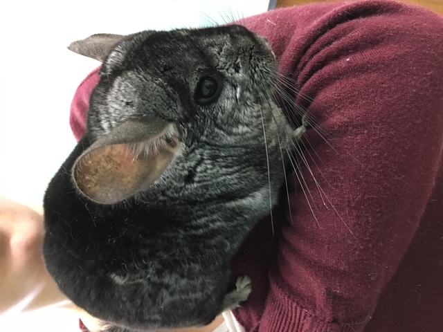 Chinchilla