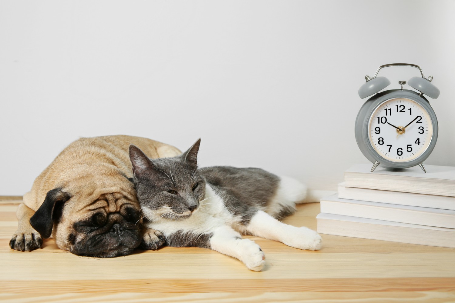 Two pets with clock